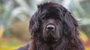 Combien cote un de Chien de terre-neuve