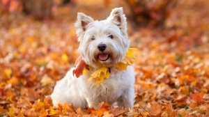 Combien cote un de West highland white terrier