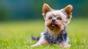 Combien cote un de Yorkshire terrier