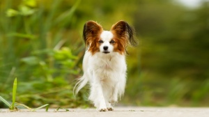 Adopter un chiot Epagneul nain papillon