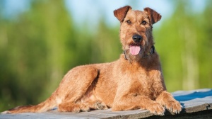 Combien cote un d'Irish terrier