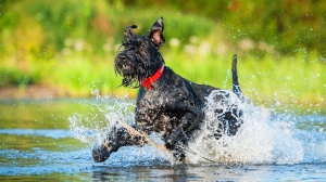 Acheter un chien Riesenschnauzer adulte ou retrait d'levage