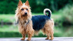 Elevages d'Australian terrier