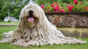 Adopter un chiot Komondor