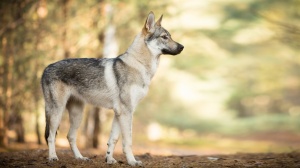 Adopter un chiot Chien loup tchcoslovaque