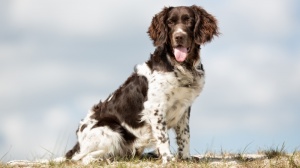 Acheter un chien Kleiner munsterlander adulte ou retrait d'levage