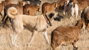 Élevages de Chien de berger d'anatolie