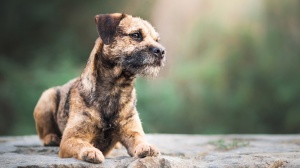 Adopter un chiot Border terrier