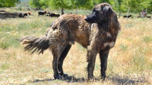 Combien cote un de Chien de la serra estrela poil court