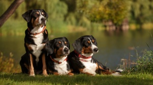 Entlebucher sennenhund : Origine, Description, Prix, Sant, Entretien, Education