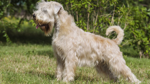 Combien cote un d'Irish soft coated wheaten terrier