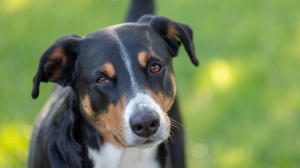 Élevages d'Appenzeller sennenhund