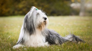 Bearded collie : Origine, Description, Prix, Sant, Entretien, Education