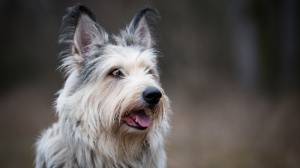 Acheter un chien Berger de picardie adulte ou retrait d'levage