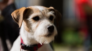 Elevages de Parson russell terrier