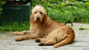 Elevages de Griffon fauve de bretagne