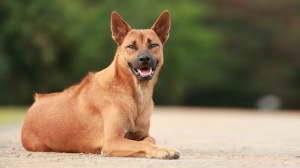 Élevages de Chien thalandais  crte dorsale