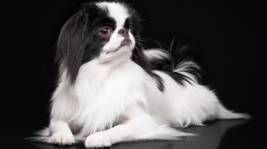 Combien cote un de Japanese chin