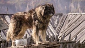 Élevages de Chien de berger yougoslave de charplanina