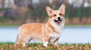 Acheter un chien Welsh corgi pembroke adulte ou retrait d'levage