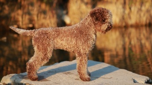 Combien cote un de Lagotto romagnolo