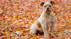 Élevages d'Old english bulldog