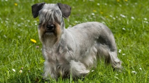 Combien cote un de Cesky terrier