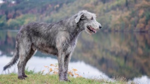 Combien cote un d'Irish wolfhound