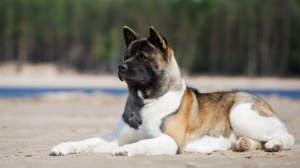 Adopter un chiot Akita americain