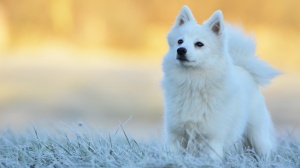 Acheter un chien Nihon supittsu adulte ou retrait d'levage