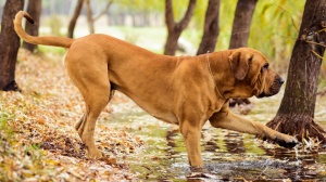 Adopter un chiot Fila brasileiro