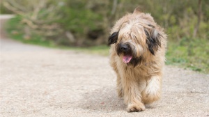 Adopter un chiot Berger catalan