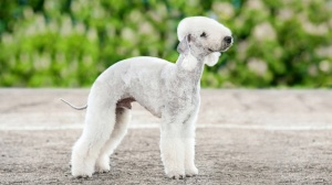 Adopter un chiot Bedlington terrier