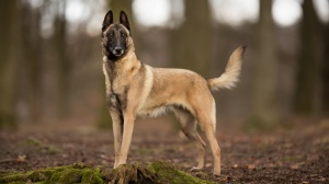 Berger Belge Malinois : Origine, Description, Prix, Sant, Entretien, Education