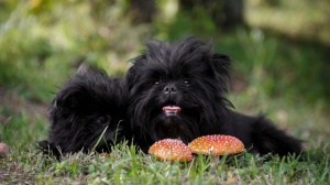 Élevages d'Affenpinscher