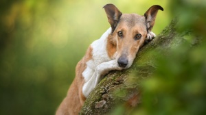 Acheter un chien Colley  poil court adulte ou retrait d'levage