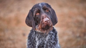 Acheter un chien Barbu tchque adulte ou retrait d'levage