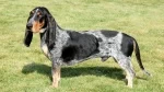 fiche de race du Basset bleu de gascogne