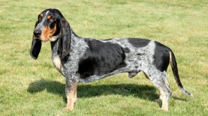 Basset bleu de gascogne : Origine, Description, Prix, Sant, Entretien, Education