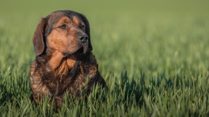 Adopter un chiot Basset des alpes