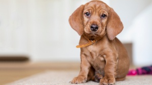 Adopter un chiot Basset fauve de bretagne