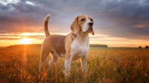 Adopter un chiot Beagle-harrier