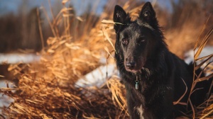 Adopter un chiot Berger belge groenendael