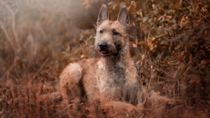 Adopter un chiot Berger belge laekenois