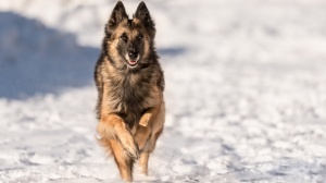 Adopter un chiot Berger belge tervueren