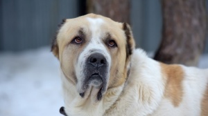 Adopter un chiot Berger d'asie centrale