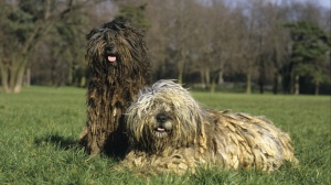 Elevages de Bergamasco sheepdog