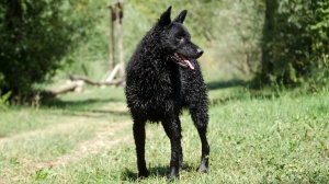 Elevages de Chien berger croate