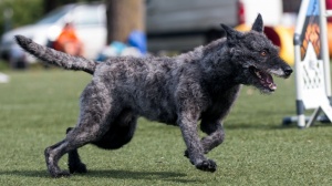 Acheter un chien Berger hollandais  poil dur adulte ou retrait d'levage