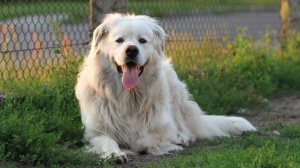 Acheter un chien Berger slovaque adulte ou retrait d'levage